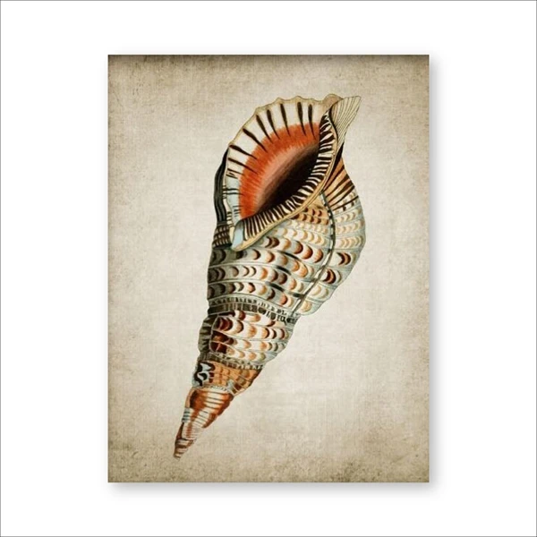 Retro-Seashell-Poster-Art-Print-Wall-Picture-Home-Decor-Vintage-Marine-Prints-Bathroom-Wall-Art-Canvas.jpg_640x640 (3)