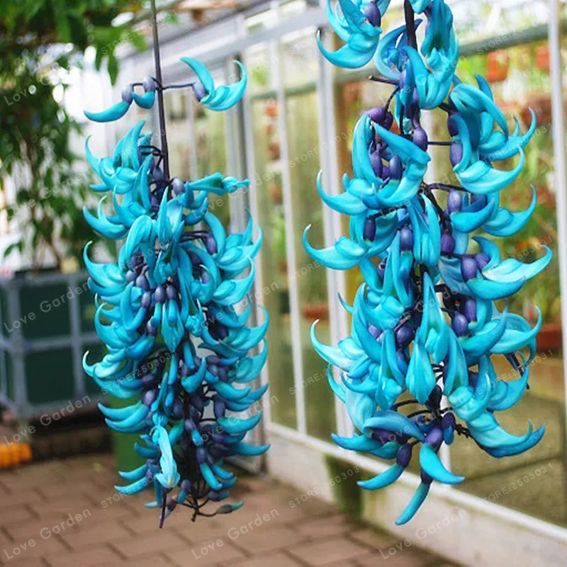 

Rare Endangered Jade Vine 'Strongylodon Macrobotrys' Flower Bonsai Fragrant Perennial Blue Flower Bonsai For Home Garden 10PCS