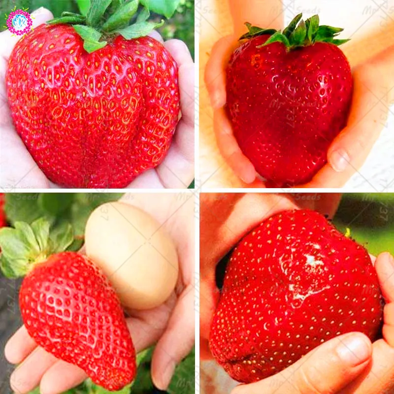 

1000pcs Giant Strawberry Bonsai Plant Organic Fruit Plant In Bonsai Organic Fruits Strawberry Plant For Garden Plants