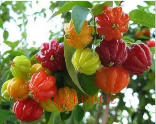 

100 pcs Red cherry tomatoes PITANGA Fruit BRAZILIAN RED CHERRY Potted Bonsai