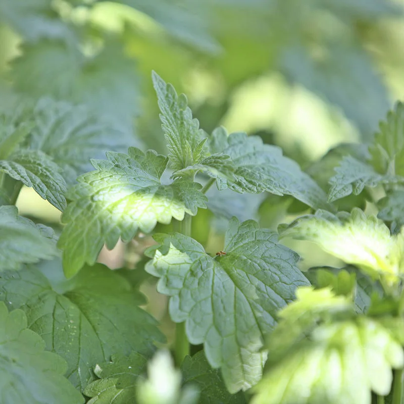 Novel Plant 400 шт Смешанные Catnip Саженцы бонсай для дома украшения сада Мятные ароматические травы Nepeta Cataria рассады Novel Plant 400 шт Смешанные Catnip Саженцы бонсай для дома украшения сада Мятные ароматические травы Nepeta Cataria рассады