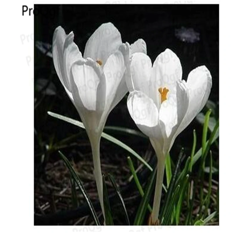 

5Pcs A Set White Color True Crocus Saffron Bulbs