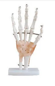 

Natural big model human model Hand joint model with ligaments