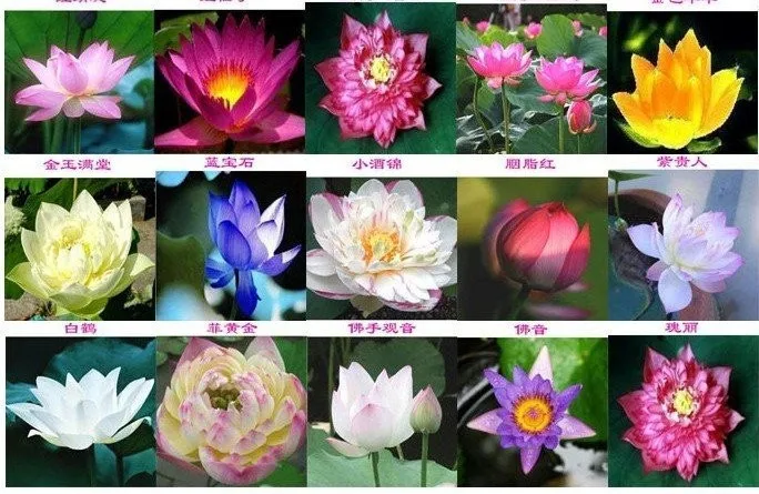 Garden Plants Free Shipping 40 Pieces Lotus Flower Lotus Seeds Water Garden Plants Teach You How To Plant Lotus Flower Flowers Plant Flower Garden Plantplants With Green Flowers Aliexpress