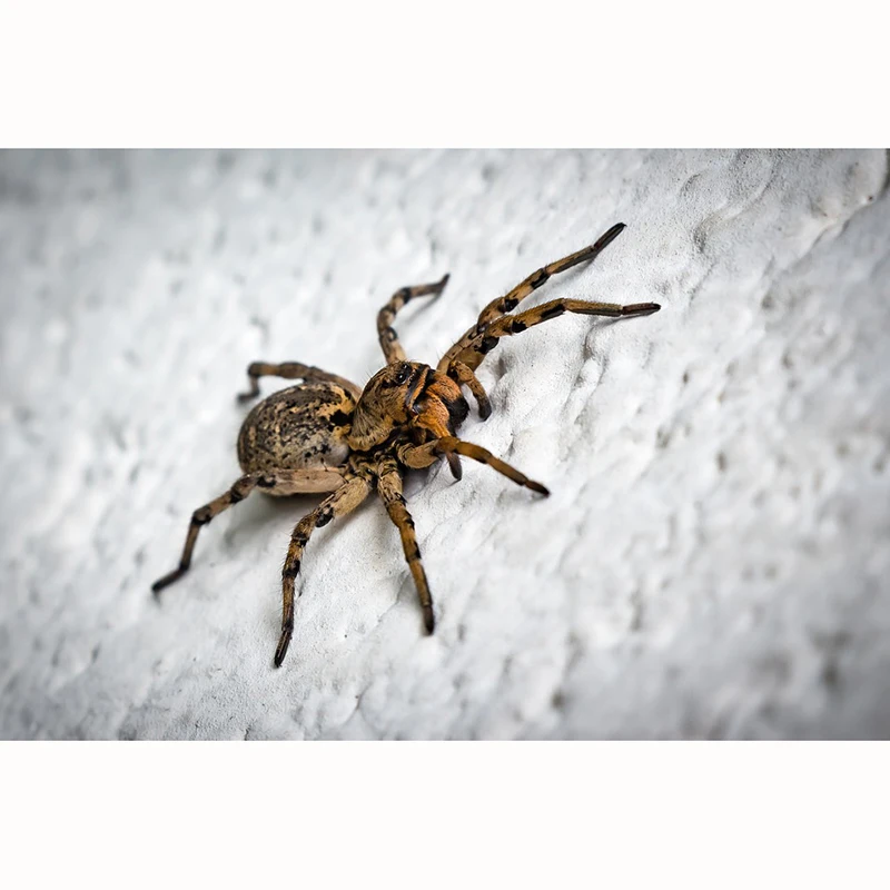 cselopok-1539583_960_720