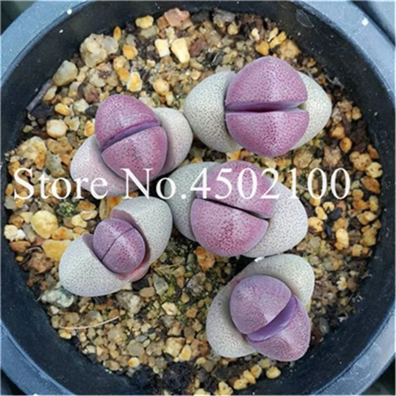 50 Pcs Mixed Lithops Bonsai, Raw Stone Cactus Pseudotruncatella Succulents Stems Tetragonia Potted Flowers Flesh plants 50 Pcs Mixed Lithops Bonsai, Raw Stone Cactus Pseudotruncatella Succulents Stems Tetragonia Potted Flowers Flesh plants