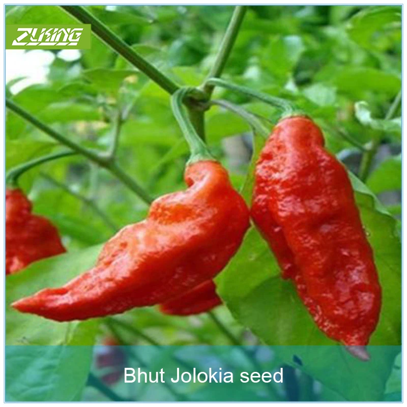 

ZLKING 100pcs Devil Pepper Bonsai The World's Hottest Peppers Houseplants Decoration Edible Vegetables Different Taste