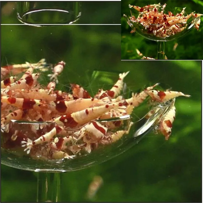 Aquarium Feeder Aquarium Garnelen Acryl Futterung Schussel Schwimm