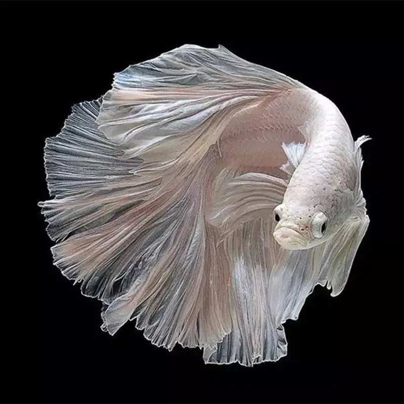 Dipaint полная квадратная/круглая дрель 5D DIY Алмазная картина "Животный пейзаж рыбы" 3D вышивка крестиком 5D домашний Декор подарок - Цвет: Бургундия
