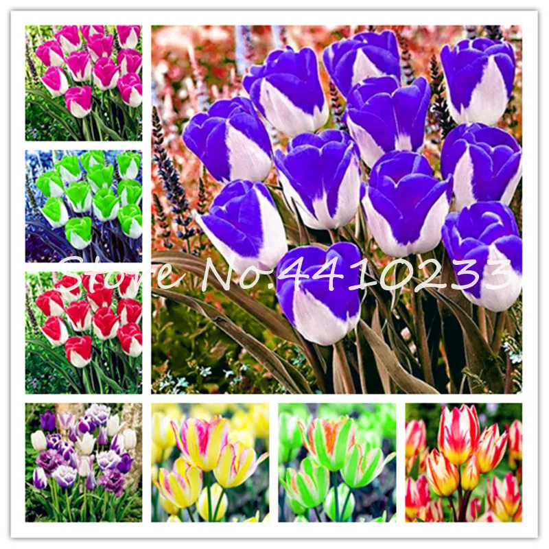 

200 Pcs Tulip Bonsai Rare Flower Plants Ice Cream As Beautiful Tulips Potted Perennial Home Gardens Tulip Pants Symbolize Love