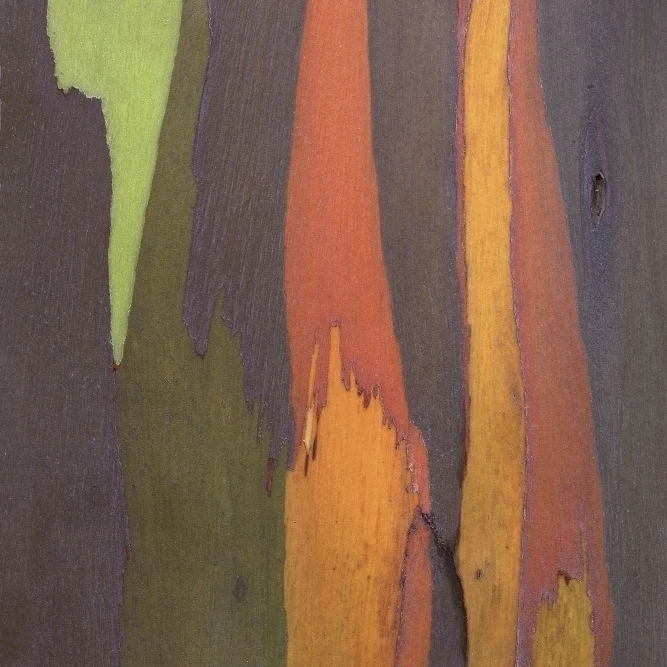 Rainbow Eucalyptus Bark  Close-Up  Kauai  Hawaii Poster Print (26 x 40)