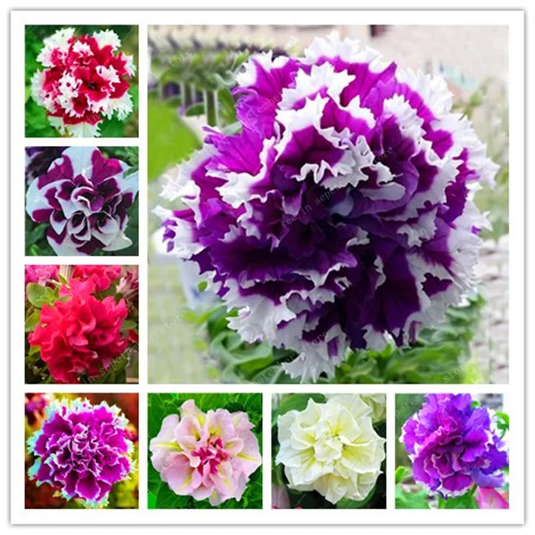 

100 pcs/bag Rare petunia bonsai,flowers petunia,bonsai flower flores,Exotic planting petunia Natural growth for home garden