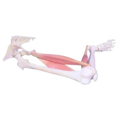 

Fixed points for muscles. Moving points. Dynamic models Model of human lower limb 15*17*96cm free shipping