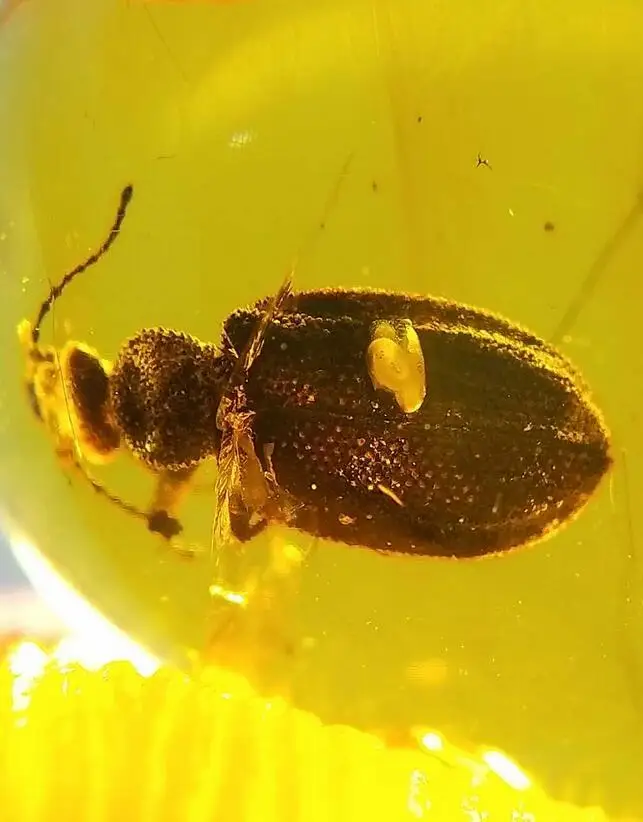 

Rare Ommadidae beetle burmite Myanmar Amber insect 100 million years lynx stone from dinosaurs age Cretaceous ring surface