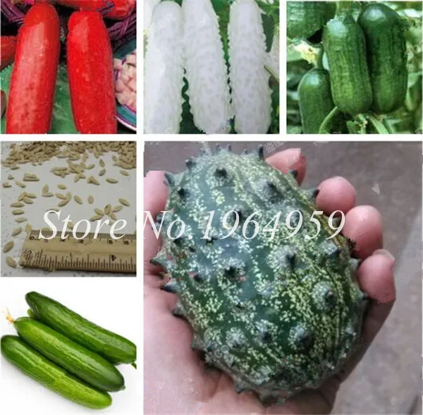 

Hot! 50pcs Mini Green Cucumber Bonsai Rare Non-Gmo Delicious Cucumber Fruit And Vegetable Plant For Home Garden Planting