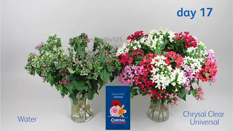 120 упаковок Chrysal Цветочные продукты свежие срезанные цветы прозрачная формула