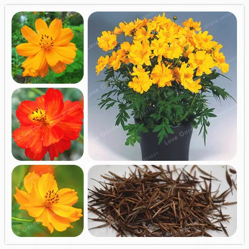 

50 Pcs/Bag Cosmos Sulphureus Bonsai Rare Cosmos Chrysanthemum Home Garden Decoration Indoor Bonsai Flowers Bonsai Potted plant