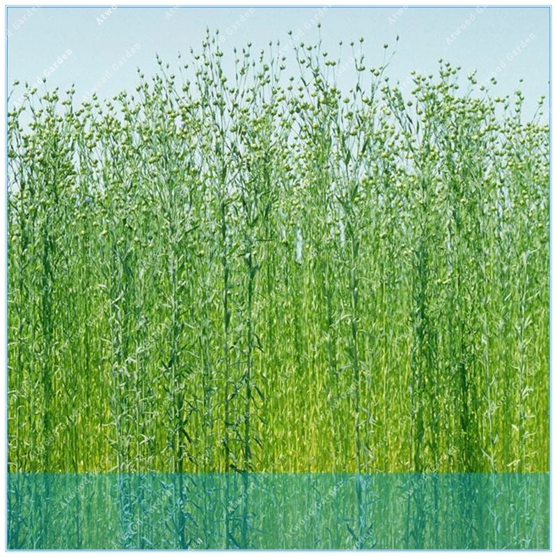 

ZLKING 100pcs High-yield Grain Sesame Flax Plants And Edible With Free And Fast Shipping