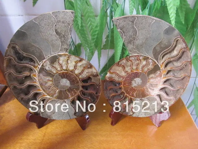 00661 HUGE Madagascar Pretty Pair Slices Polished Split Ammonite Fossil | Дом и сад