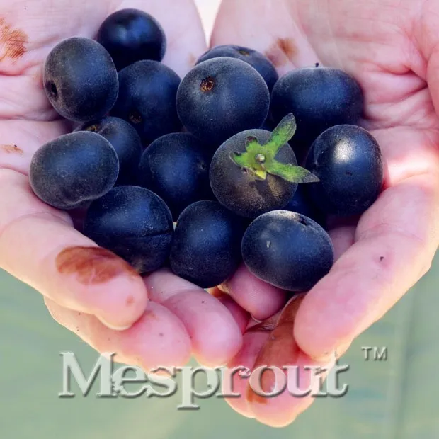 

20 Pcs Black Persimmon Plant Diospyros Kaki Non-GMO Delicious Fruit Tree Home Garden Bonsai Plant Sementes Da Fruta Easy Growing