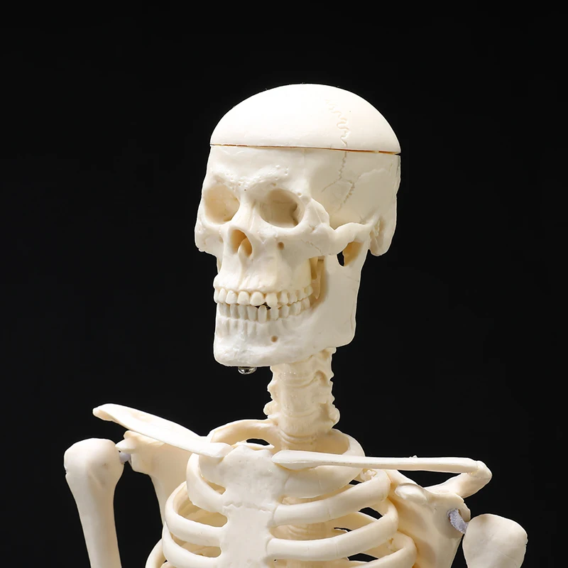 45 см анатомическая Анатомия человека медицинская модель скелета оптом и в розницу плакат медицинская помощь Анатомия скелета человека модель