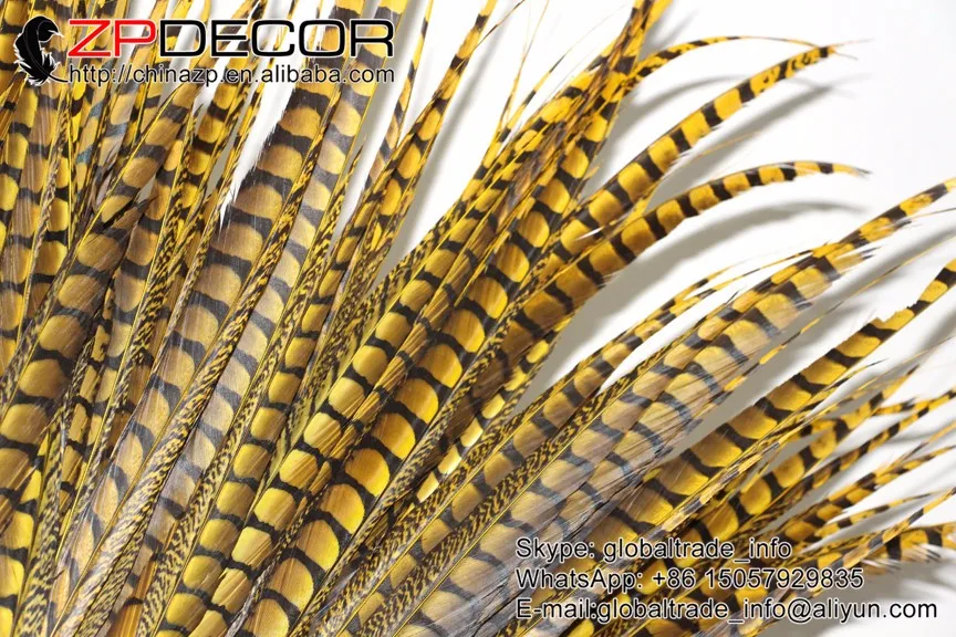 lady amherst pheasant feathers (46)