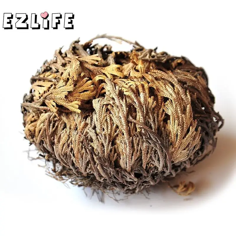 Live Resurrection Plant Rose Of Jericho Dinosaur Plant Air Fern Spike Moss LT01188