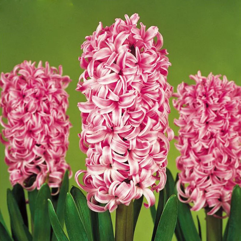 120 pcs Bonsai Deep Pink Hyacinth Seeds Balcony Plant 120 pcs Bonsai Deep Pink Hyacinth Seeds Balcony Plant