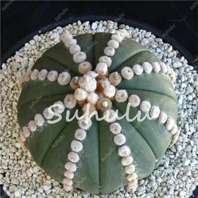 100 Pcs/Pack Loss Promotion ! Beautiful Cactus,Bonsai Flores Succulent Potted Plants Flower Plantas Diy Home Garden 100% Natural 100 Pcs/Pack Loss Promotion ! Beautiful Cactus,Bonsai Flores Succulent Potted Plants Flower Plantas Diy Home Garden 100% Natural