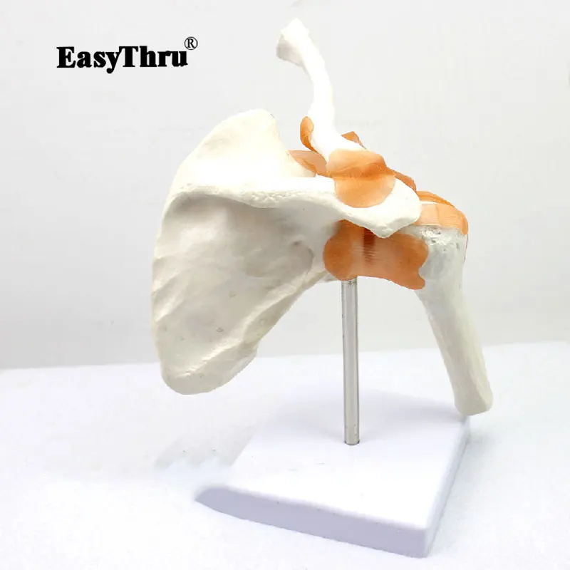 

Genuine Shoulder Joint Model Orthopedic LCP Surgery Skeleton Model Medical Science