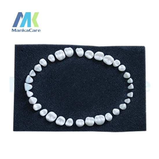 

Модель зубов, постоянные зубы с прямыми корнями/анатомической короной, прямыми корнями.(32 шт./компл.) модель для ротовой полости, Стоматологическая модель зубов