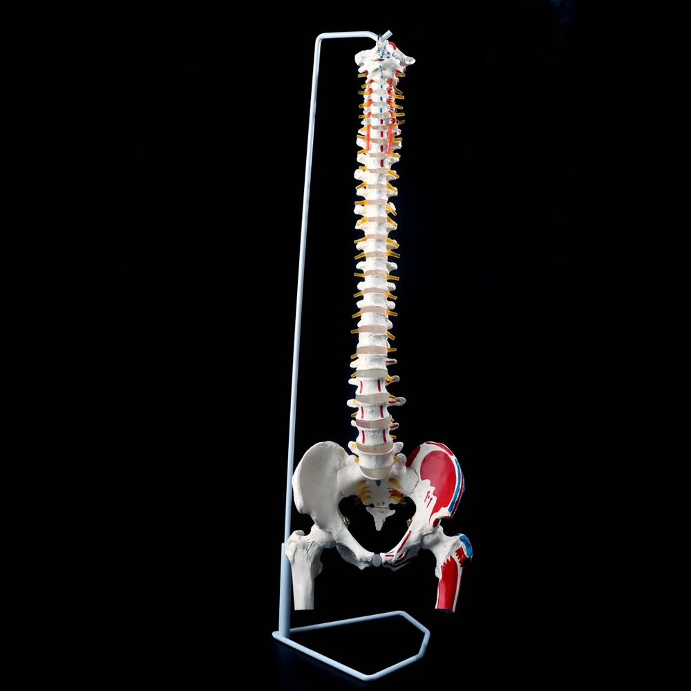 Гибкий позвоночник человека с бедренными головками и окрашенные мышцы медицинская научная образовательная поставка