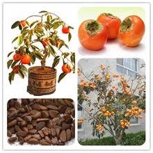 20 шт. хурма бонсай экзотический бонсай красивые вкусные Diospyros Каки фруктовое дерево домашний сад завод фрукты Бонсайский горшечный завод