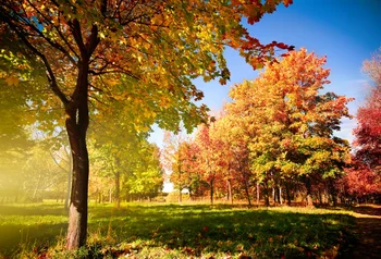 

Laeacco Autumn Morning Fallen Leaves Forest Trees Scenic Photography Backgrounds Vinyl Custom Camera Backdrops For Photo Studio