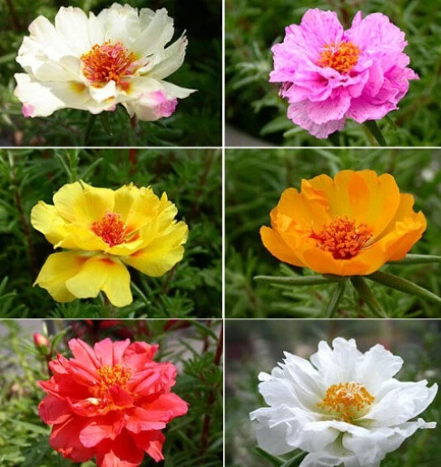 500 Campuran Warna  Moss rose Benih Krokot  Portulaca 