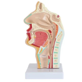 

1:1 Human Anatomical Nasal Cavity Throat Anatomy Medical Pathology Model Anatomy Skull Sculpture Head Body Model Muscle Bone