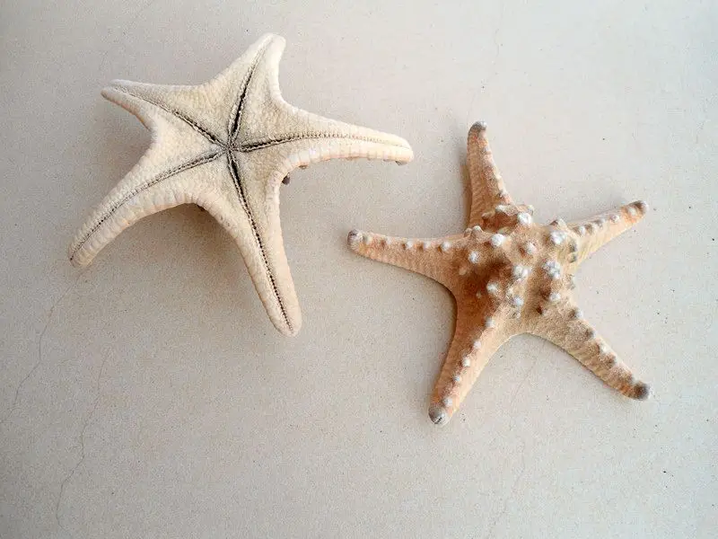 Happykiss натуральный пару хлеб звезды аквариума декорации Средиземноморский бытовые украшение стены стикеры образцов