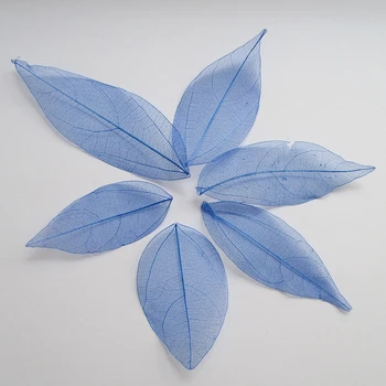 

Free shipping Wholesale 100pcs Dark blue color Natural skeleton leaves for DIY 3-7cm 014005012