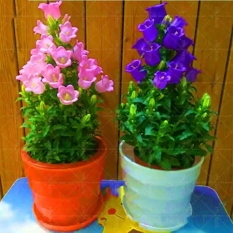 

100pcs Campanula Flower Bonsai Abutilon striatum Dickson Indoor Rare Flower Potted Plants For Home Garden Flower Bonsai Plants