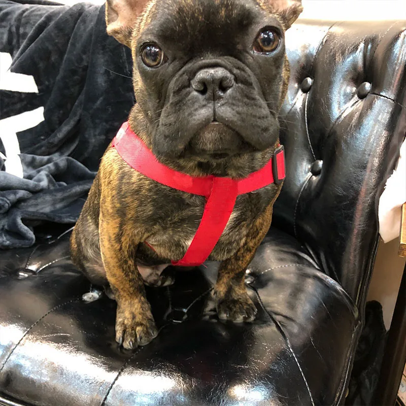 

Luxury Pet Dog Harness Leash For Small Medium Dogs Pet Nylon Walking Out Lead Harness Dog Accessories Pet Product Brand Dropship