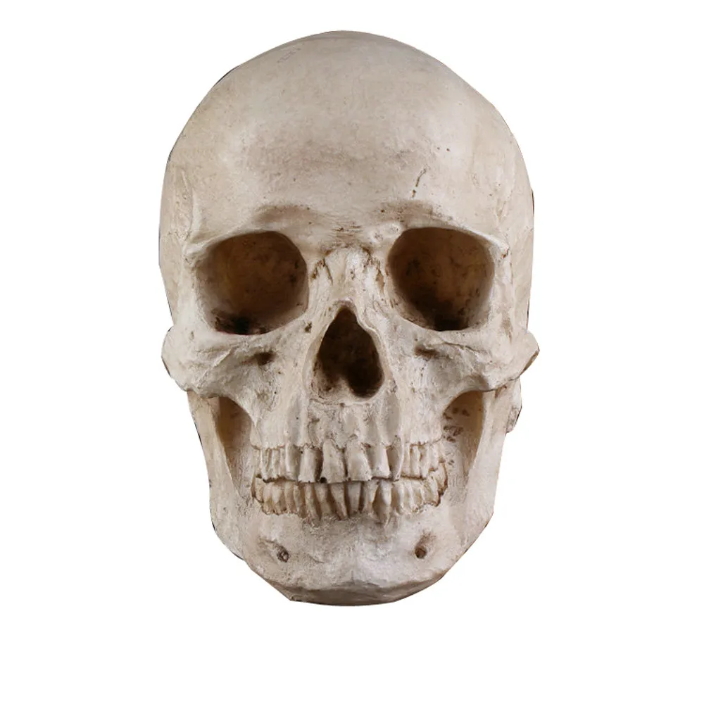 new arrived human skull halloween decoration ornament model a really eerie halloween decoration fontes do dia - Halloween Skeleton Head new arrived human skull halloween decoration ornament model a really eerie halloween decoration fontes do dia - Halloween Skeleton Head