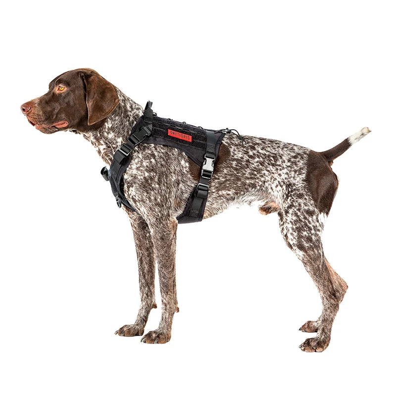 scarpe trekking cane