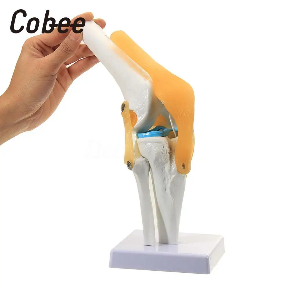 Medical Human Knee Joint Model Skeleton Anatomy Model PVC Manual Specialized Reference Visual Base School Science Study Tools