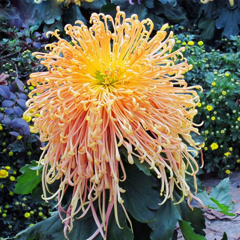 Rare Fireworks Orange Yellow Chrysanthemum Seeds Chrysanthemum
