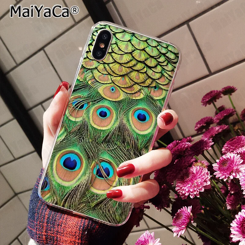 Pretty Peacock Scenery