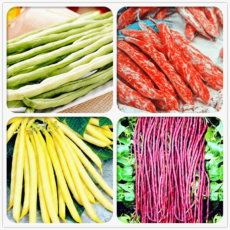 

30 Pcs Long Cowpea Bean Vegetable Bonsai Vigna Unguiculata Plants Long-Podded Cowpea Snake Bean Vegetable for Home Garden Potted