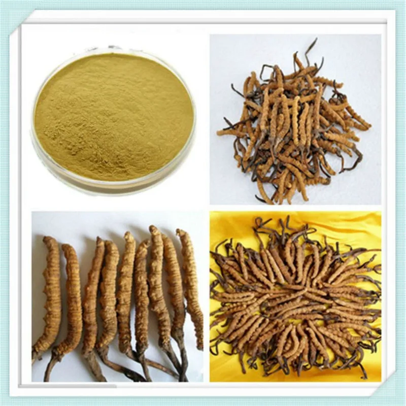 Cordyceps Sinensis Extract Powder 501 Bulk QUALITY HERBS JING ENERGYin Body Glitter from