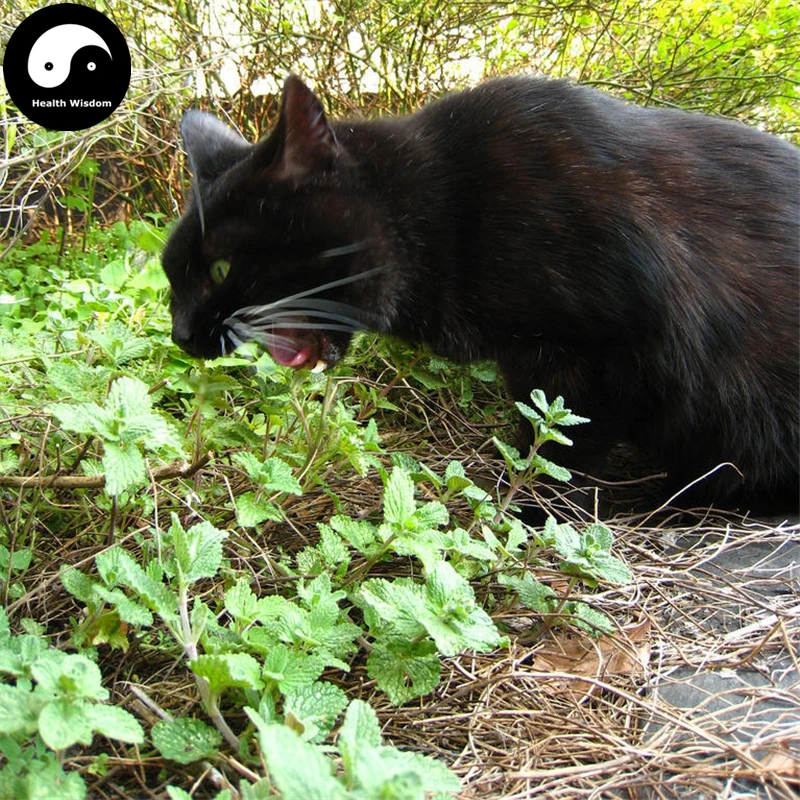 Buy Cat Eat Mint Semente 200pcs Plant Herb Nepeta Cataria For Cat Food Peppermintin Bonsai from