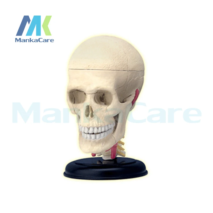 4D Master Human CRANIAL NERVE SKULL anatomical model