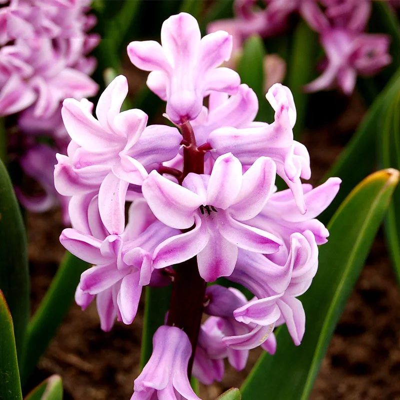 100pcs/bag Bonsai Deep Pink Hyacinth Balcony Plant 100pcs/bag Bonsai Deep Pink Hyacinth Balcony Plant